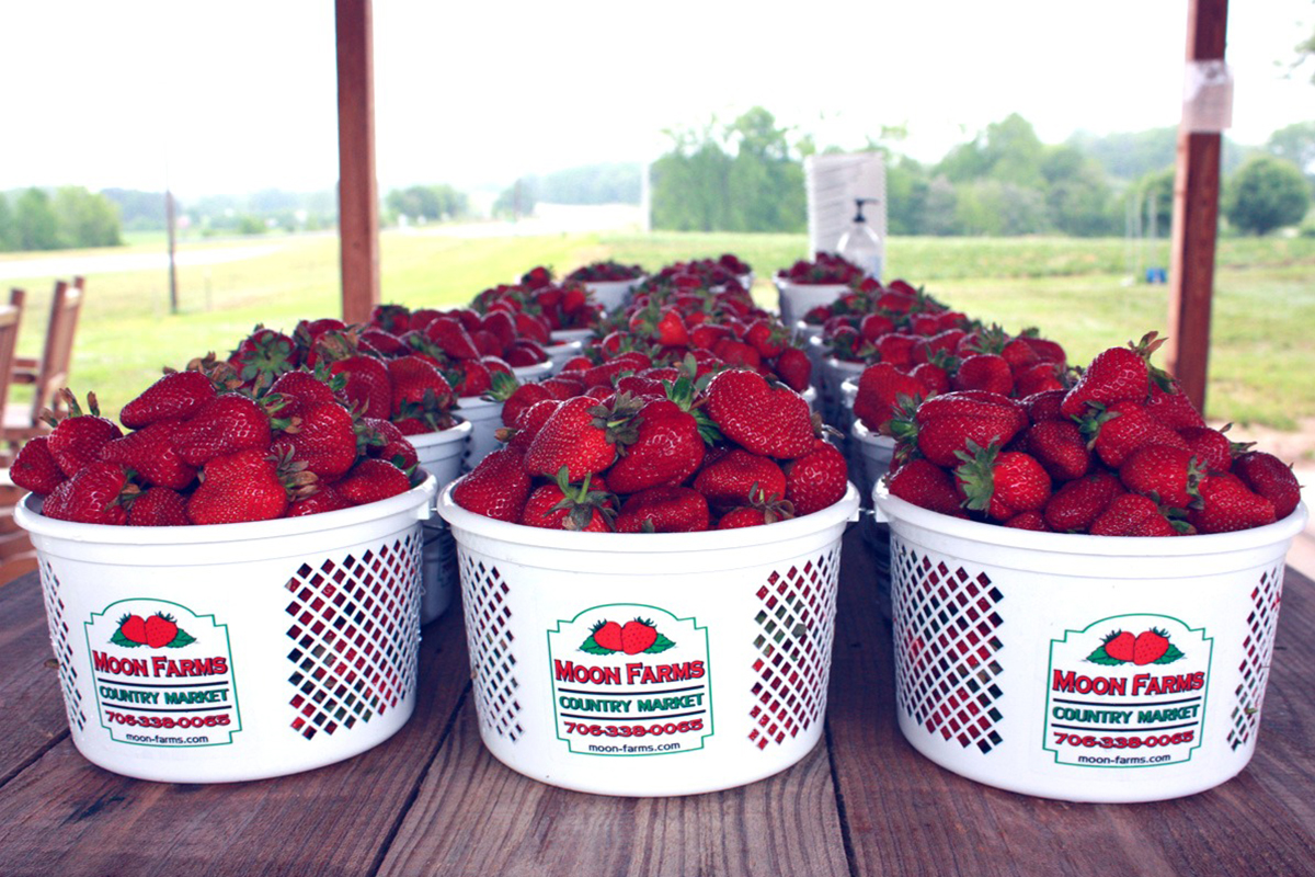 Buckets of fresh strawberries at Moon Farms Country Market