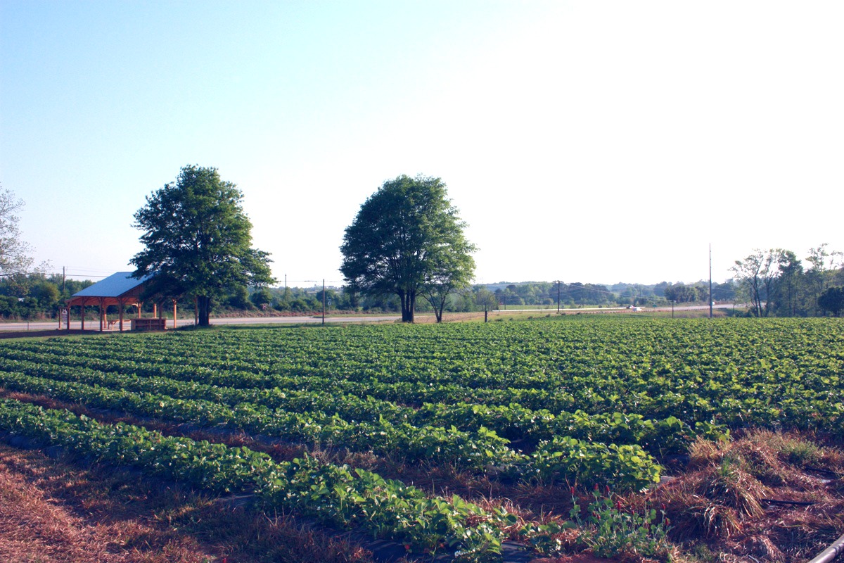 The patch at Moon Farms Country Market