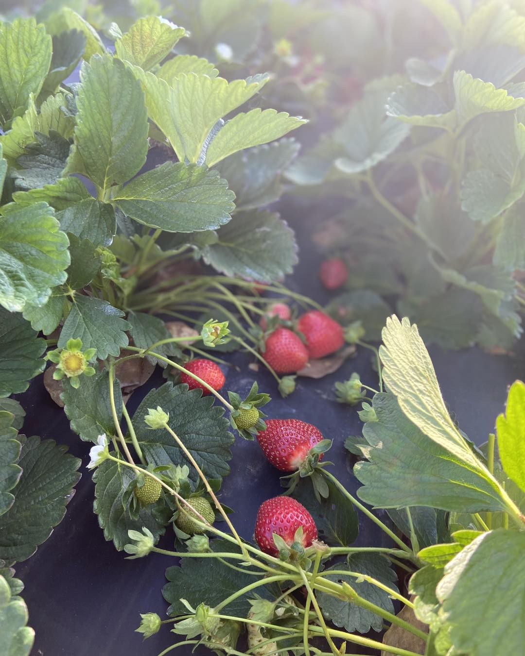 Strawberry patch at Moon Farms
