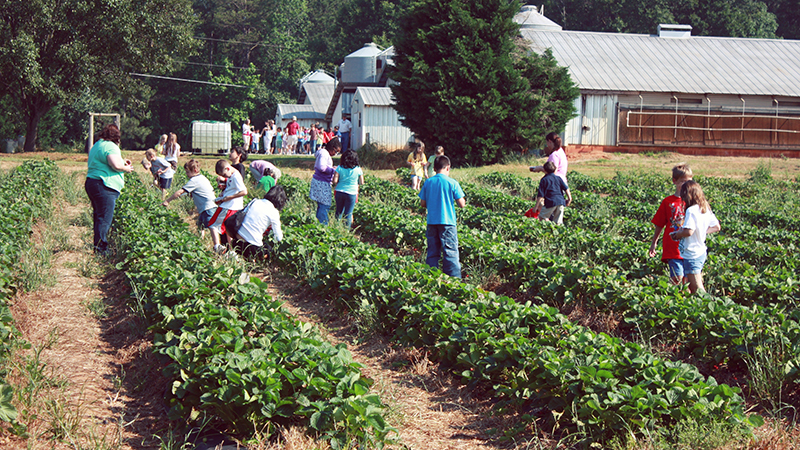 Picking strawberries at Moon Farms