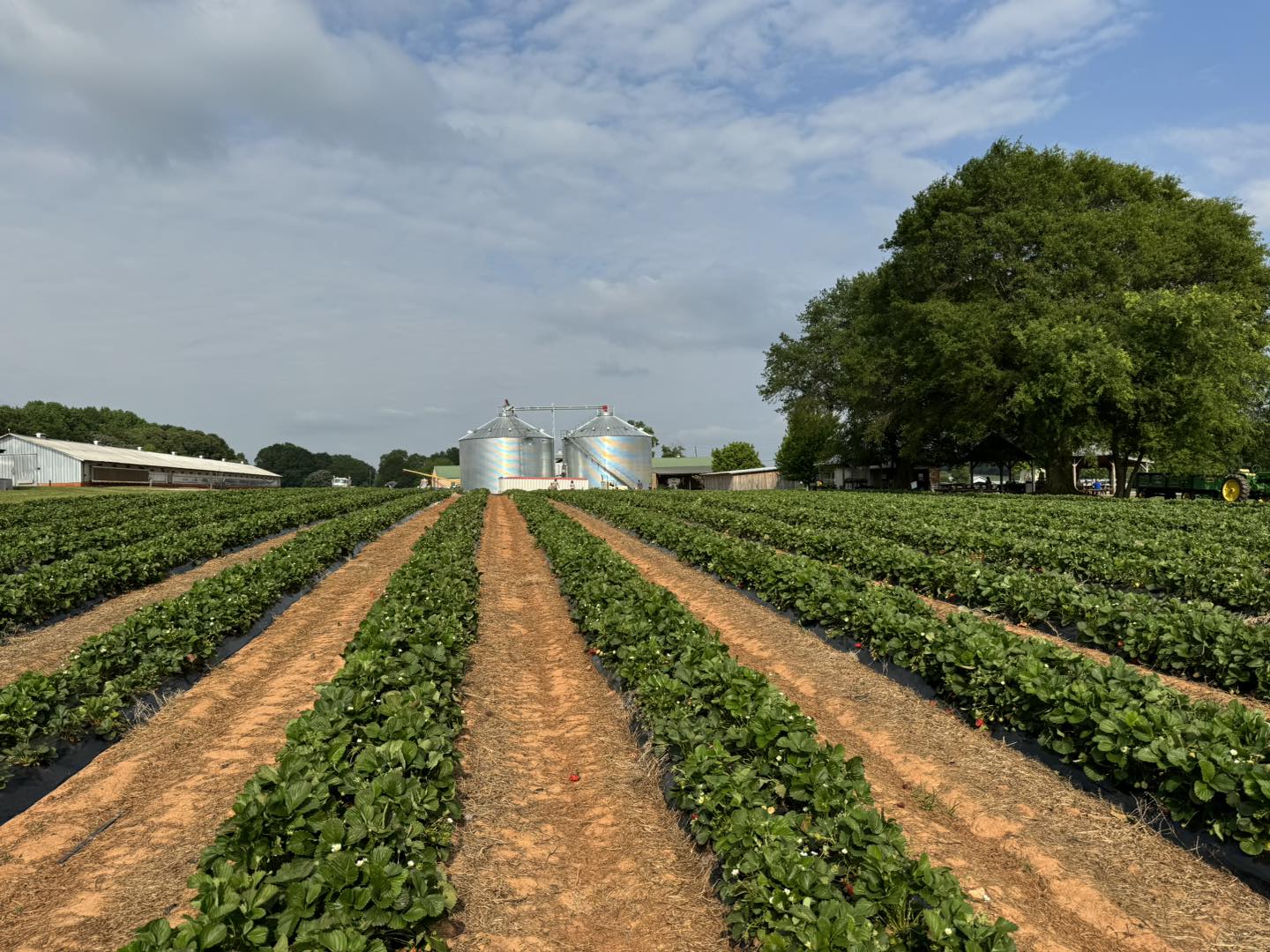 The patch at Moon Farms